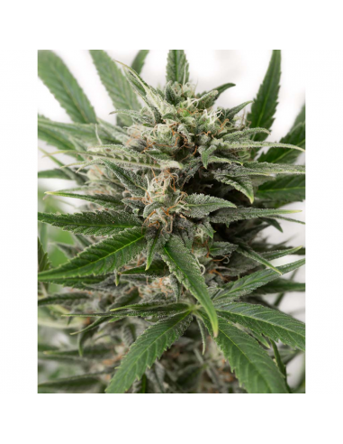 Dinafem Blue Amnesia XXL Auto - Imagen 1