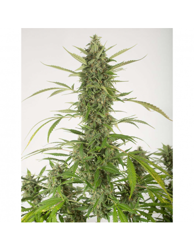 Dinafem Bubba Kush Auto - Imagen 1