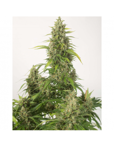 Dinafem Haze XXL Auto - Imagen 1