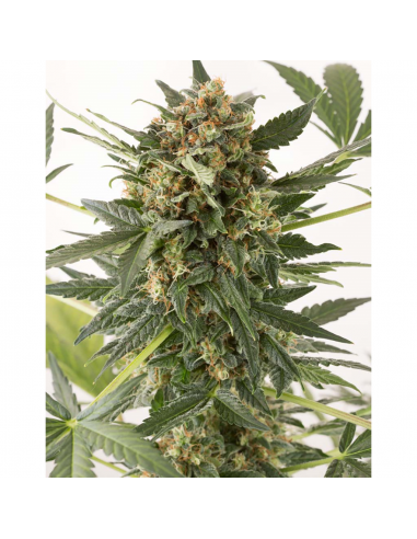 Dinafem Kush-N-Cheese Auto - Imagen 1