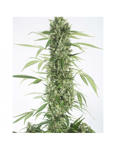 Dinafem Moby Dick XXL Auto - Imagen 1