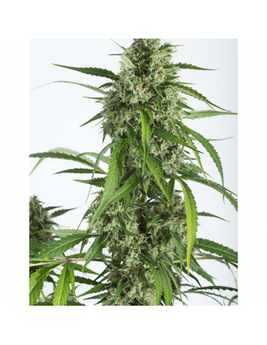 Dinafem White Widow XXL Auto - Imagen 1