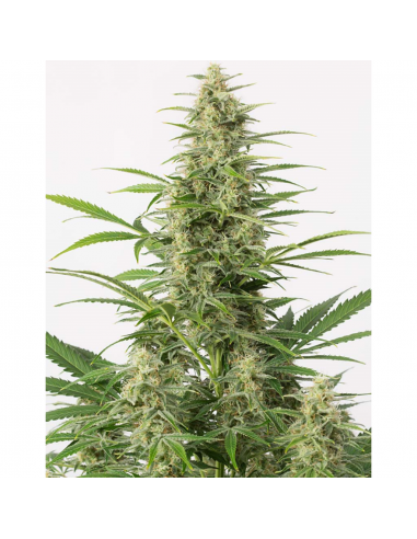 Dinafem Sour Diesel Auto - Imagen 1