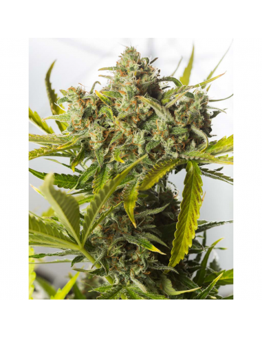 Dinafem Blue Critical Auto - Imagen 1