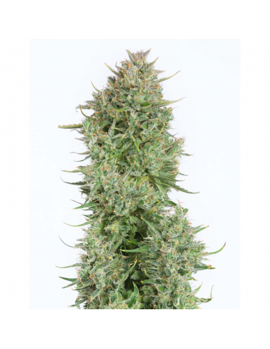 Dinafem Blue Kush Auto - Imagen 1