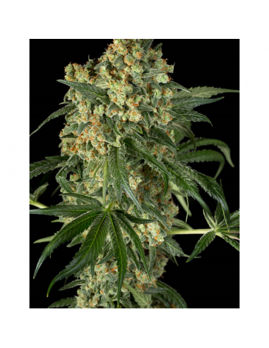 Dinafem Big Kush Fem - Imagen 1