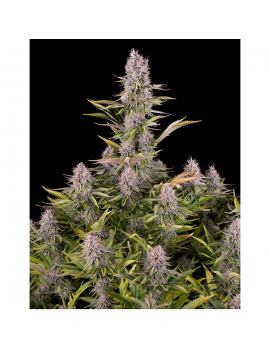 Dinafem Amnesia Kush Fem - Imagen 1