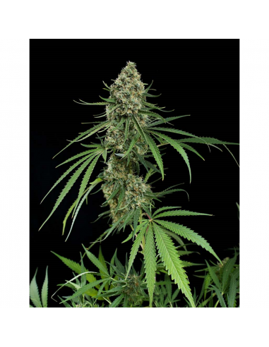 Dinafem Critical + Fem - Imagen 1