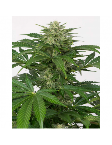 Dinafem Haze Auto CBD - Imagen 1