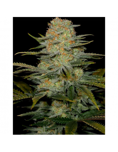 Dinafem Amnesia CBD Fem. - Imagen 1