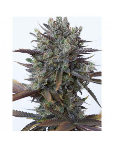 Dinafem Purple Orange CBD Fem. - Imagen 1