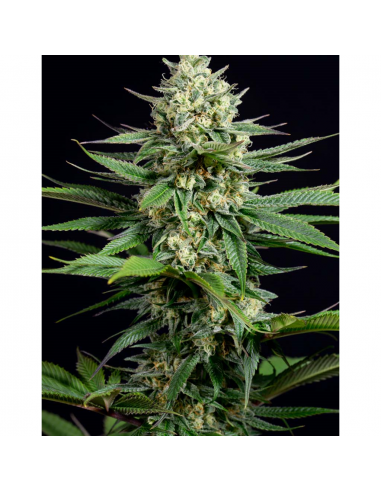 Dinafem OG Kush CBD Fem. - Imagen 1