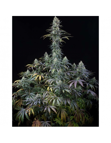 Dinafem Early Amnesia CBD Fem - Imagen 1