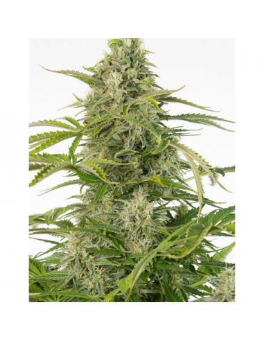 Dinafem Cheese Auto CBD - Imagen 1