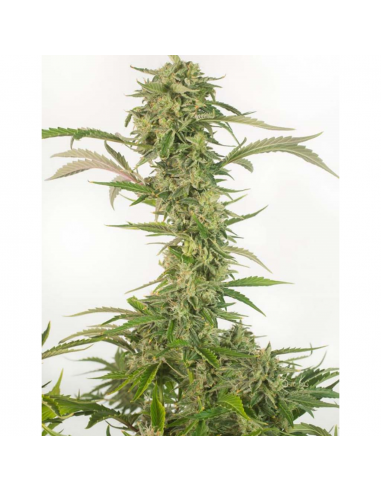 Dinafem OG Kush Auto CBD - Imagen 1