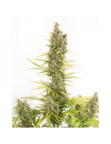 Dinafem Amnesia Auto CBD - Imagen 1