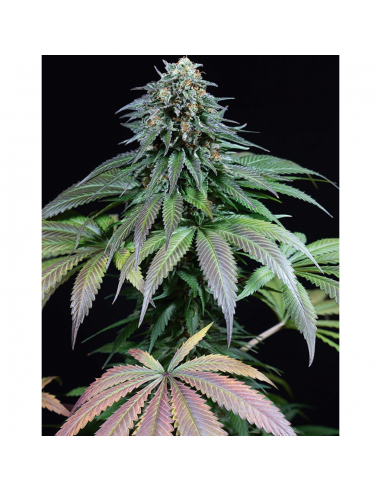 Dinafem Purple Moby Dick Fem - Imagen 1