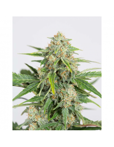 Dinafem Dinamed Auto CBD - Imagen 1