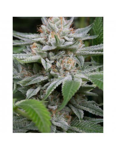 Dinafem Gorilla Fem - Imagen 1