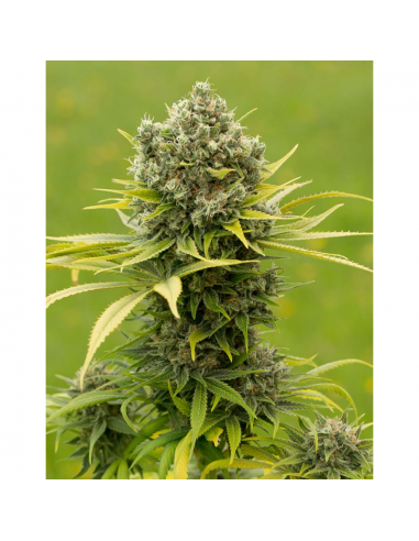 Dinafem Dinamed CBD Plus Fem - Imagen 1