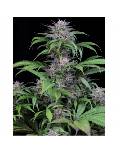 Dinafem Quick Kush Fem - Imagen 1