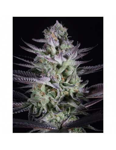 Dinafem Blueberry Cookies Fem - Imagen 1