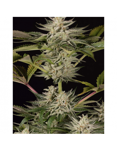 Dinafem Ocean Grown Cookies Fem - Imagen 1