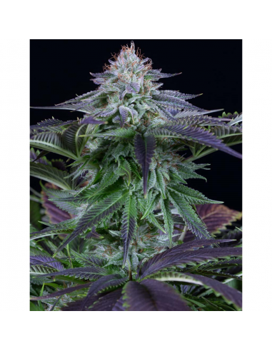 Dinafem Dinamed Kush CBD Auto - Imagen 1