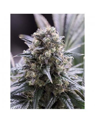 Dinafem Quick Dinamed CBD Fem - Imagen 1