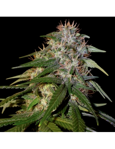 Dna Genetics Sour Cream Fem - Imagen 1