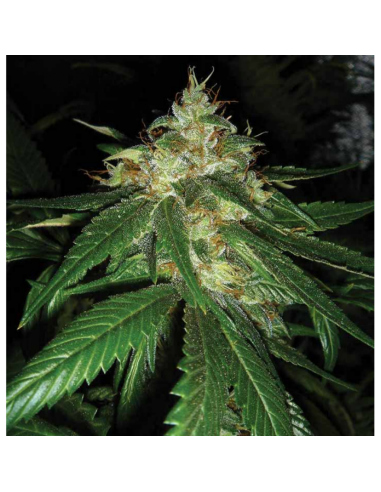 Dna Genetics Connie Chung Fem. - Imagen 1