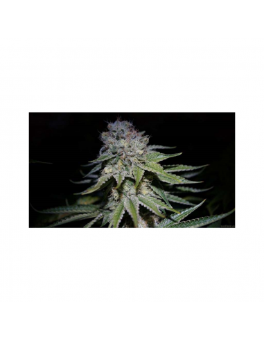 Dna Genetics Chocolope Fem. - Imagen 1